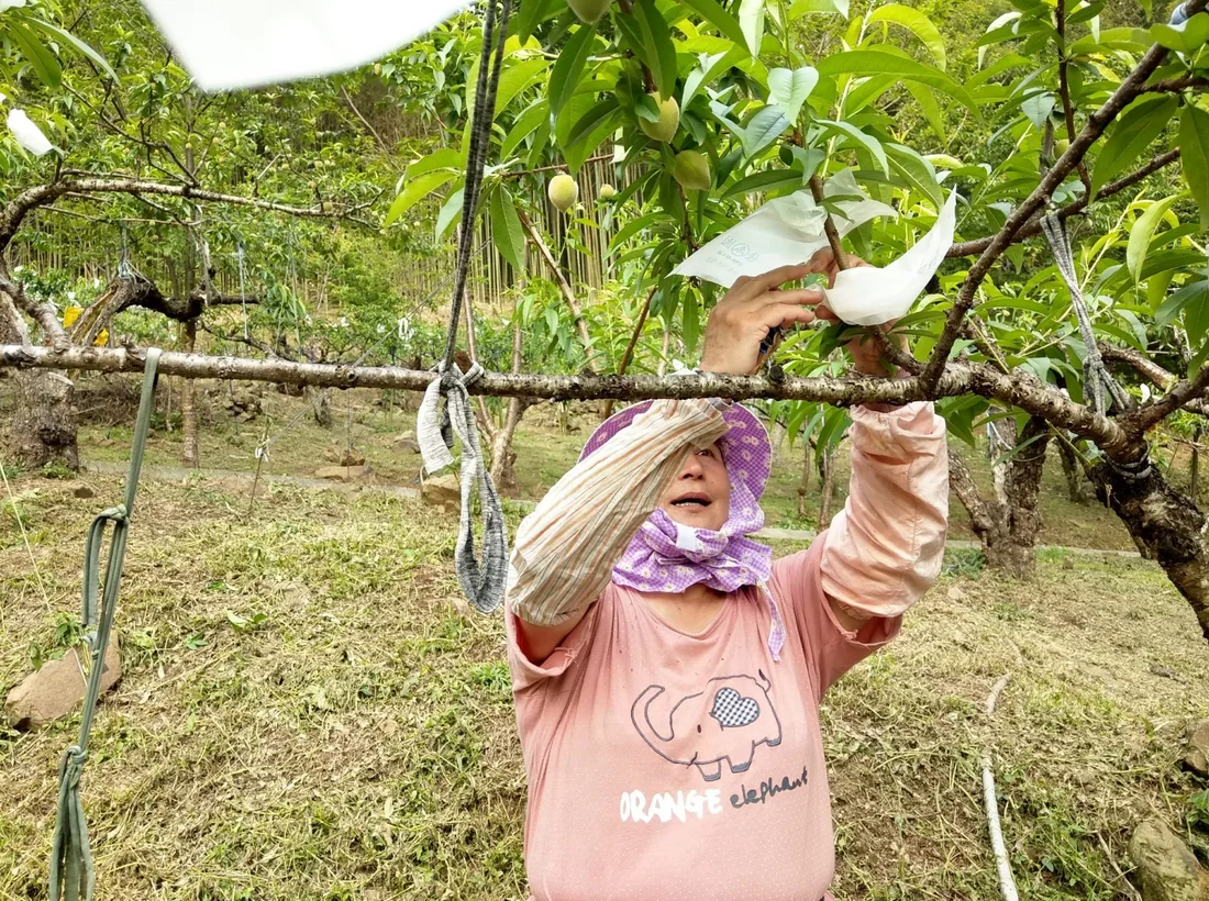 家人在果園進行套袋作業