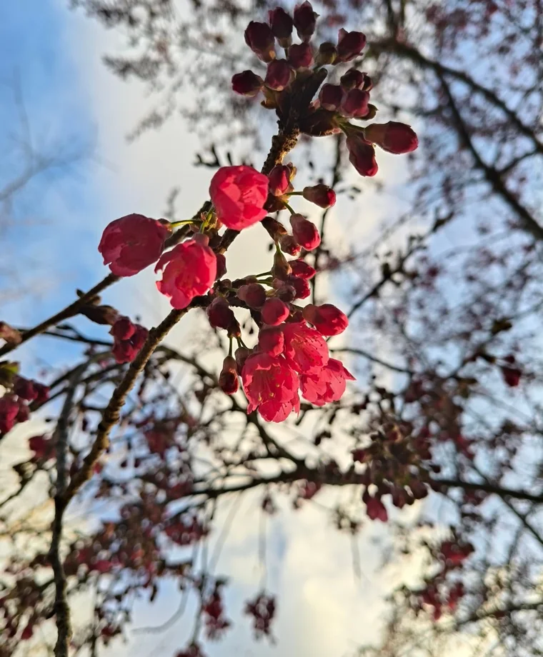 果園桃花近景